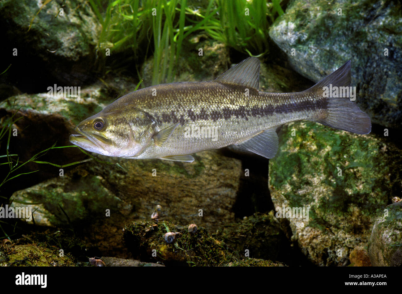 Largemouth Bass micropterus salmoides Foto Stock