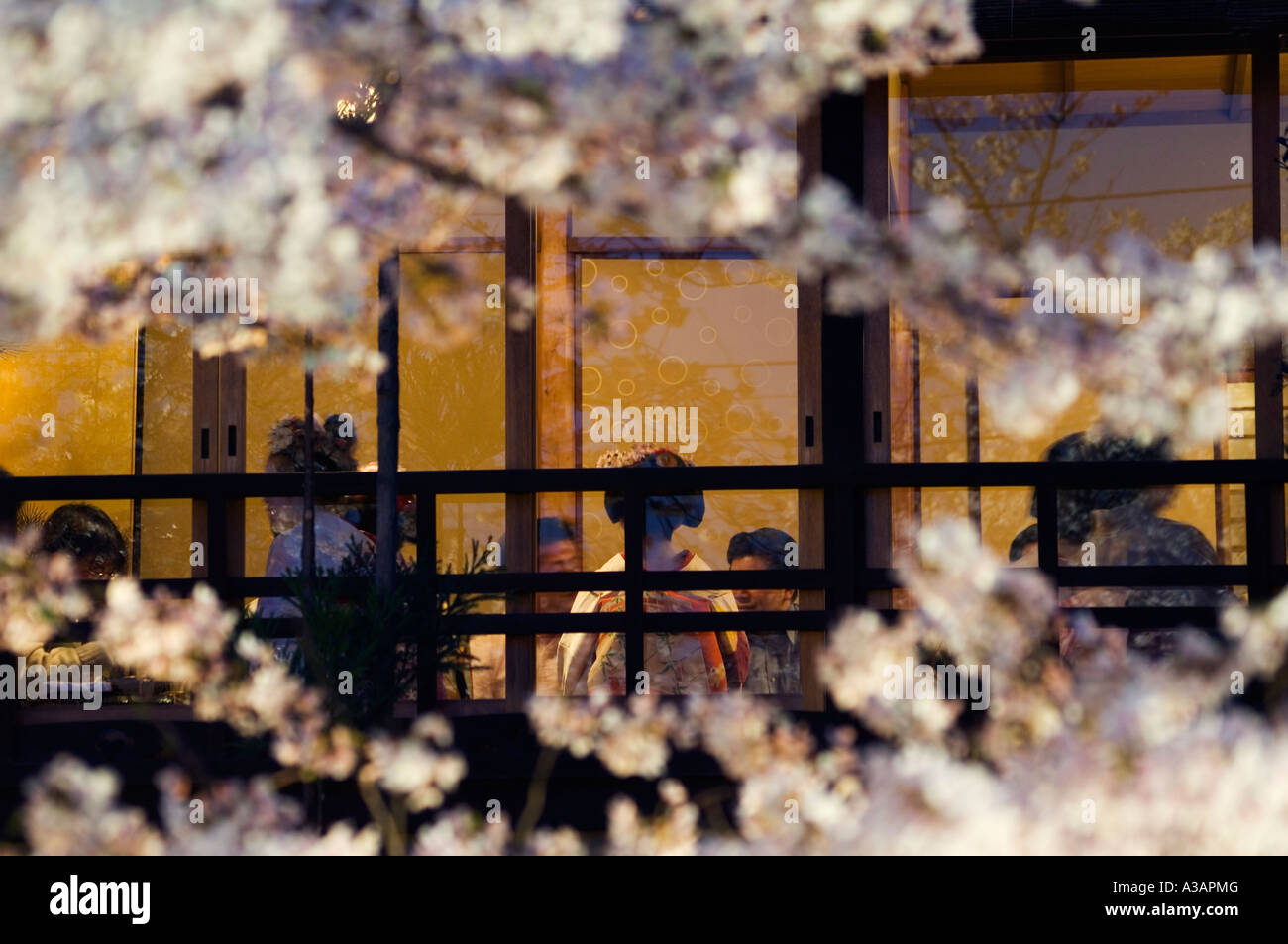 Geisha divertente in casa da tè la molla albero ciliegio blossom Shinbashi orientale Giappone kyoto Asia Foto Stock