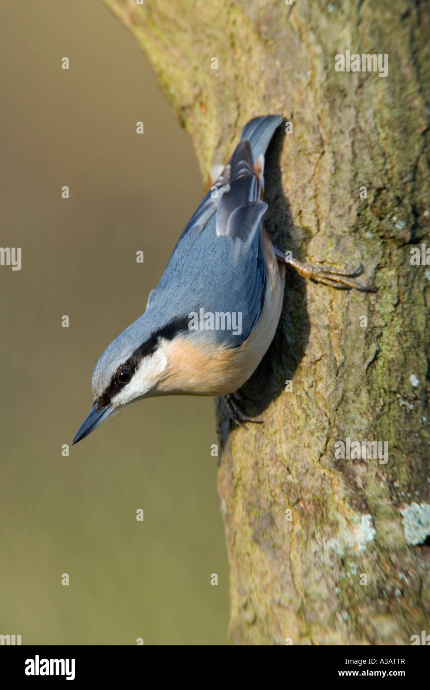 Picchio muratore Sitta europaea sul tronco di albero cercando avviso con bella fuori fuoco sfondo foresta salcey northampton Foto Stock