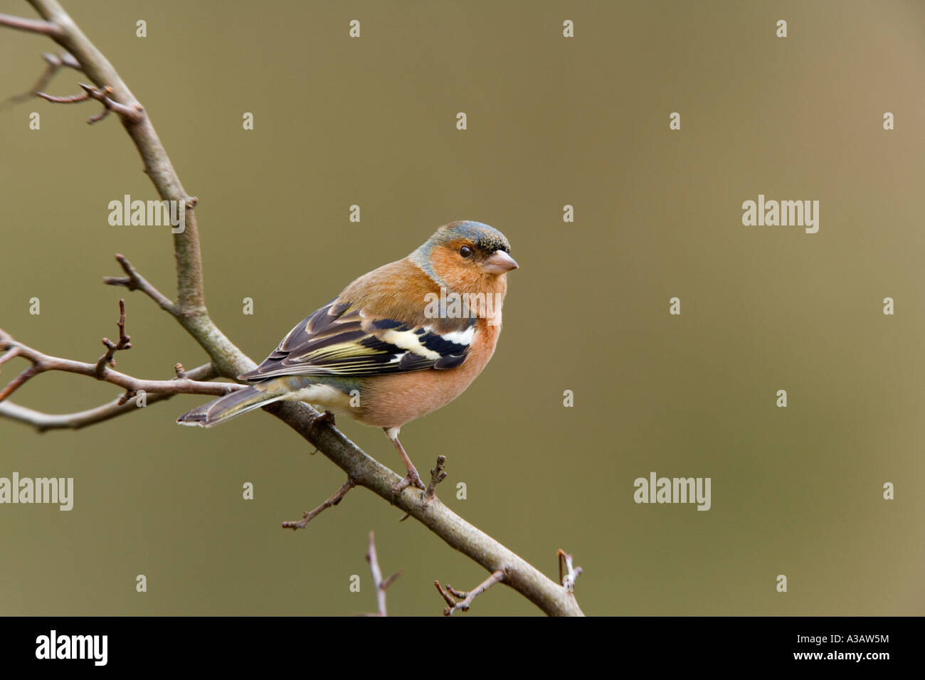 Fringuello Fringilla coelebs sul ramo cercando avviso con bella fuori fuoco sfondo potton bedfordshire Foto Stock