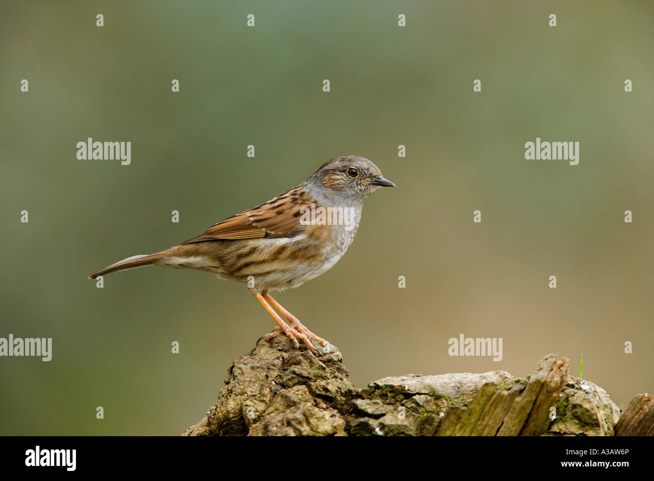 Dunnock Prunella modularis AKA: Hedge sparrow, Hedge accentor in piedi sul log in cerca avviso con nice background potton letti Foto Stock