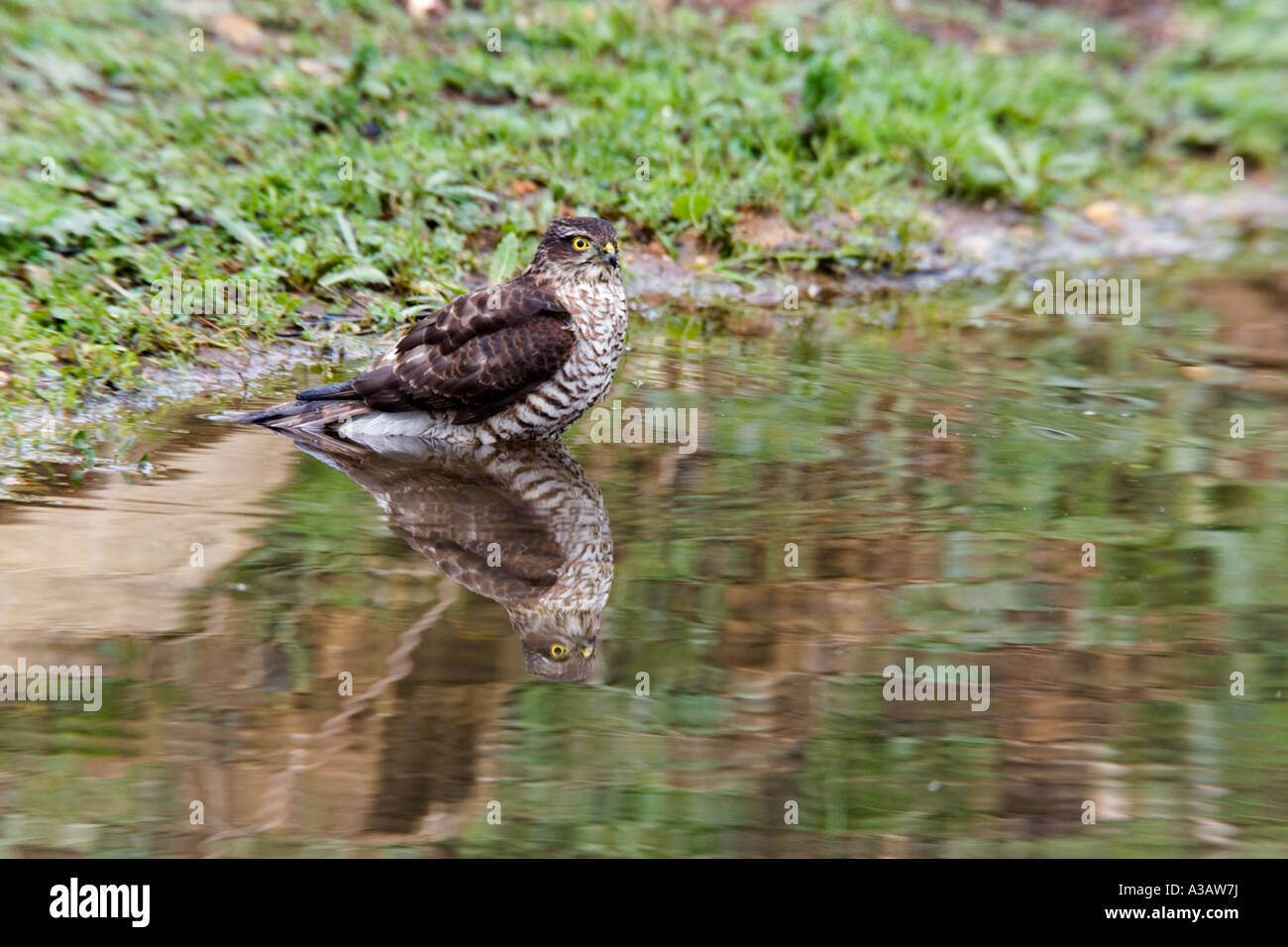 Sparviero Accipiter nisus al bordo delle acque con la riflessione pronto a fare il bagno potton bedfordshire Foto Stock