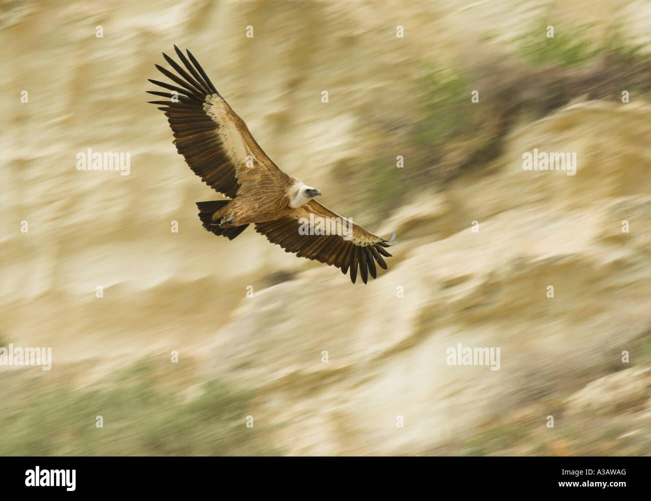 Grifone (nome scientifico: Gyps fulvus) volo a nido sito in Episkopi Kensington scogliere. Foto Stock