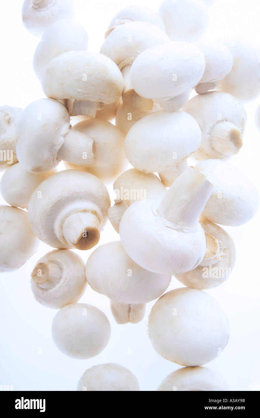 Bianco di funghi, close-up Foto Stock