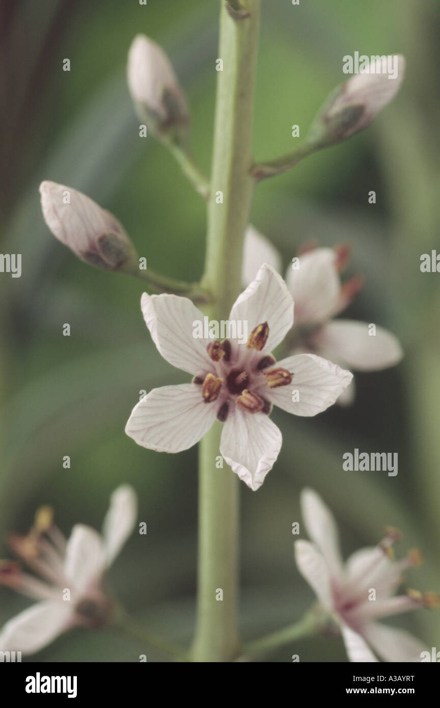 Lysimachia ephemerum. (Loosestrife) Close up di piccole venature di colore bianco dei fiori sul racemo con boccioli e fiori altri in background. Foto Stock