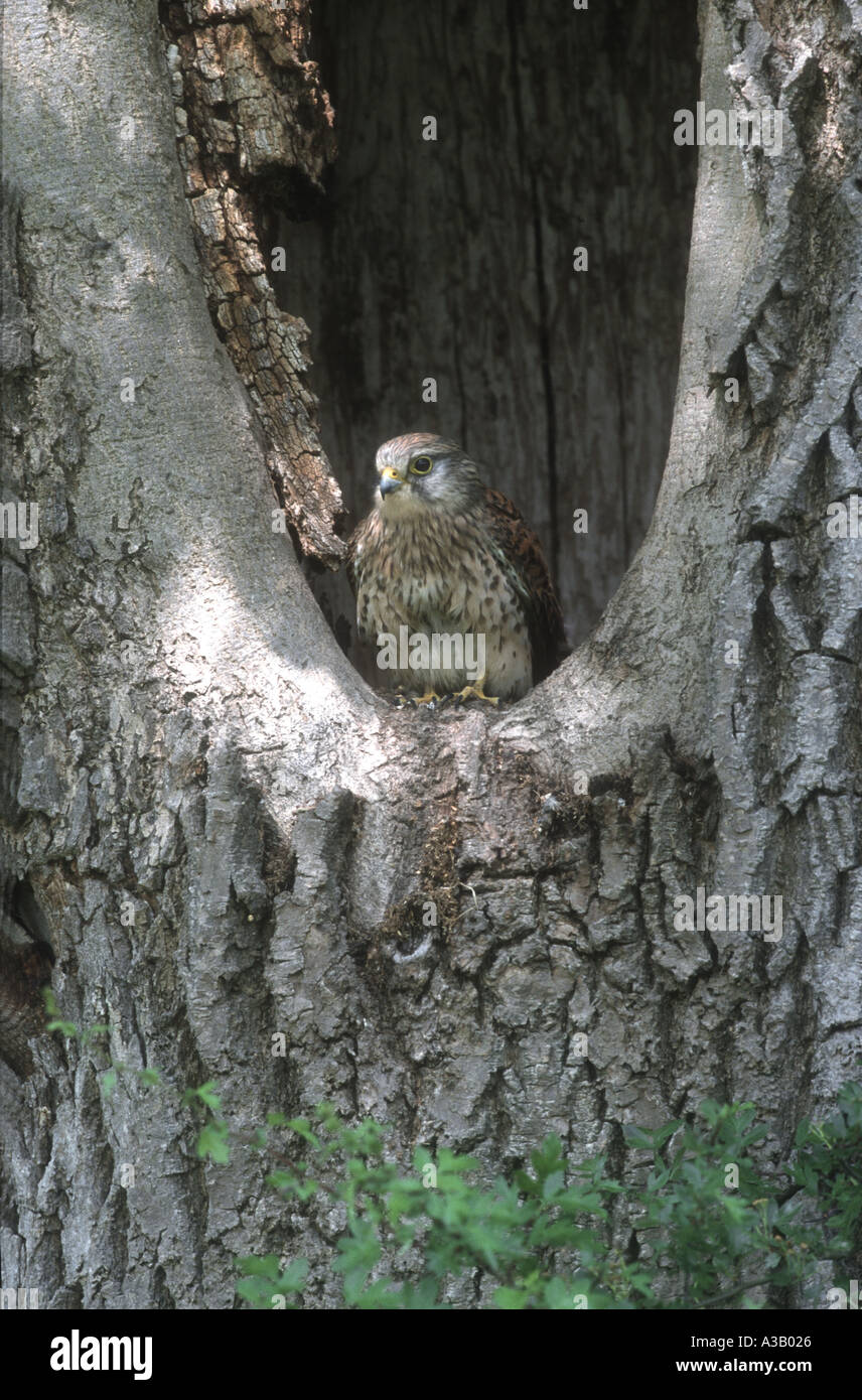 Il Gheppio Falco tinnunculus Foto Stock