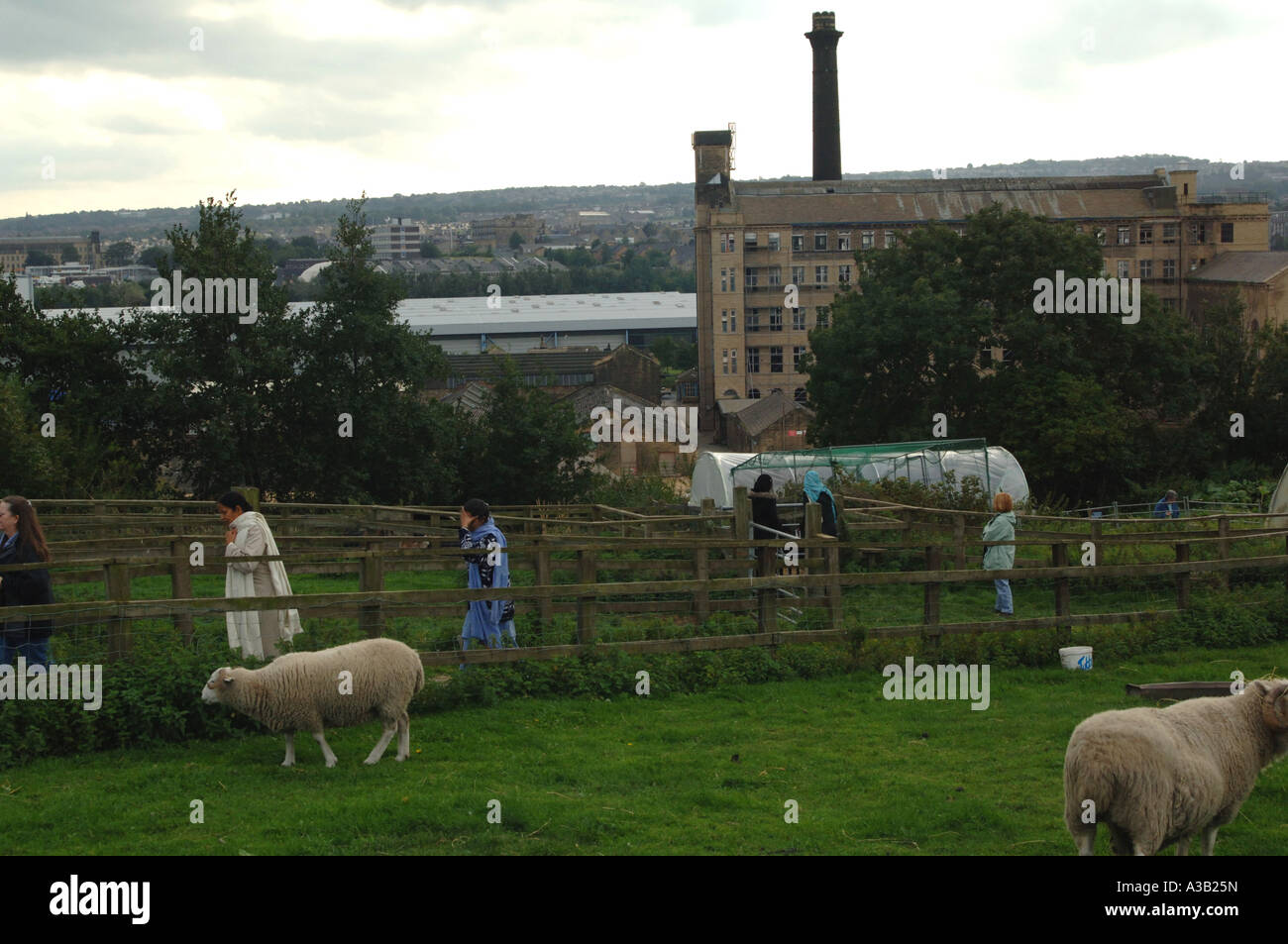 Pecore pascolano su una comunità City farm Bradford West Yorkshire Foto Stock