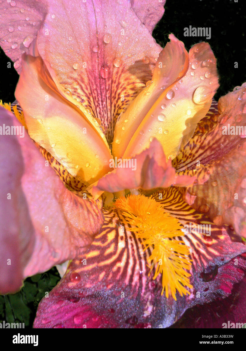 Big close up di un barbuto iris fiore in un giardino Wiltshire in estate Inghilterra UK UE Foto Stock