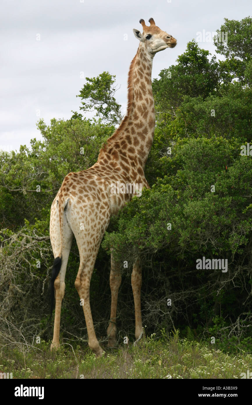 La giraffa, SUD AFRICA Foto Stock