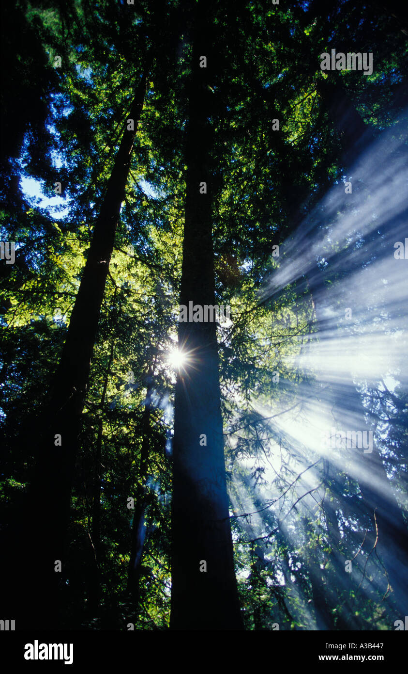 Raggi di sole che splende attraverso grove della California Redwoods Foto Stock