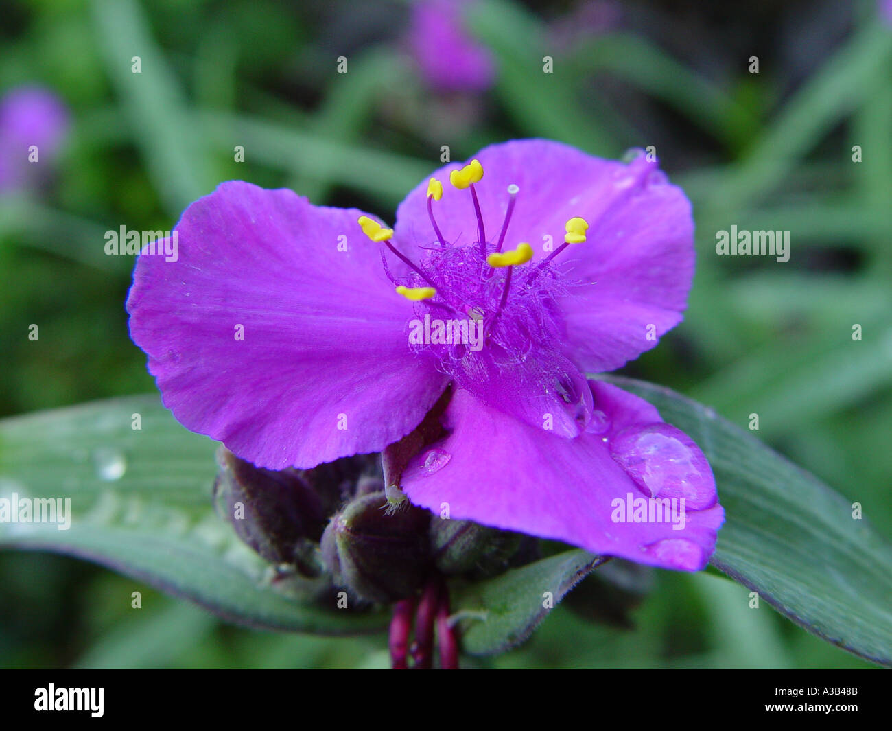 Tradescantia andersoniana uva Concorde in giardino Foto Stock