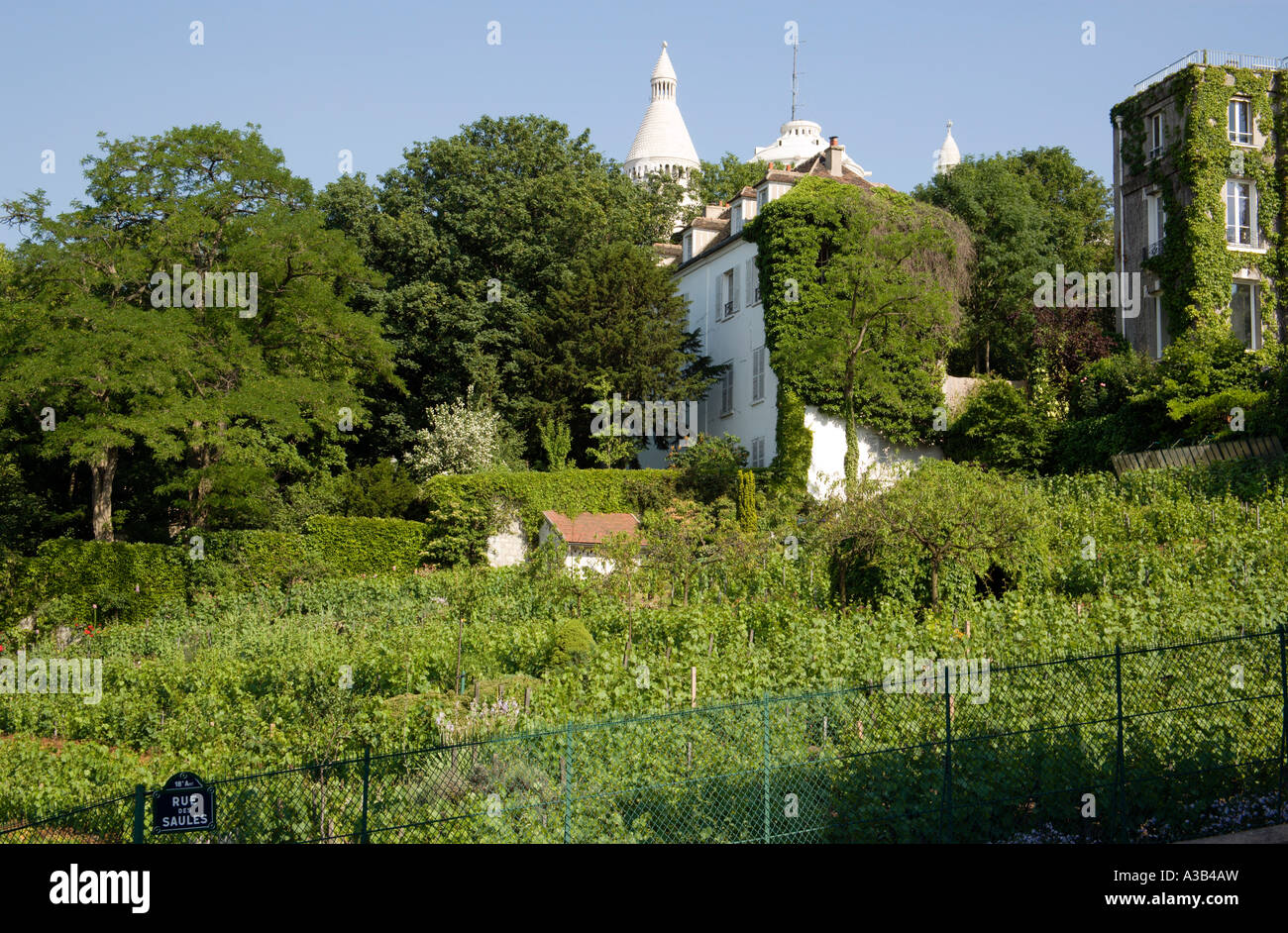 Francia Ile de France Paris Montmartre vigna su rue des Saules ultima superstite vigneto nella città con il Sacre Coeur chiesa Foto Stock