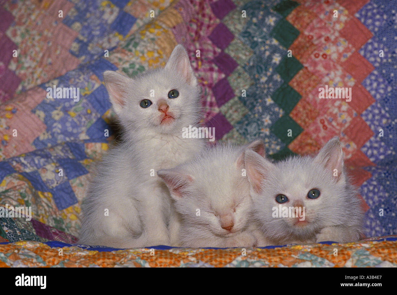 Tre white blue-eyed tutto bianco gattini seduti insieme su un fatto a mano quilt guardando in alto, Missouri USA Foto Stock