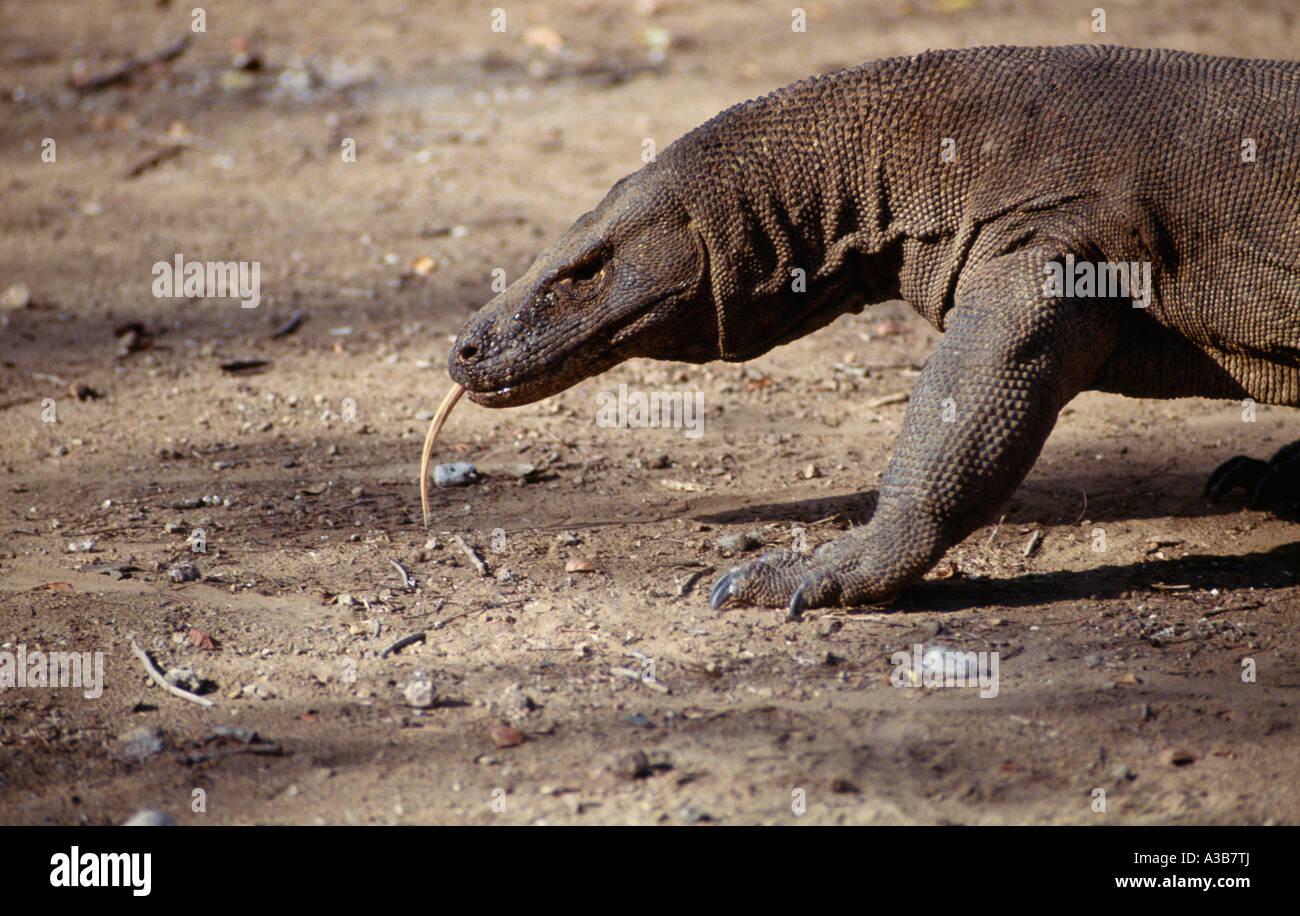 INDONESIA Asia del Sud-Est Nusa Tenggara Timur Komodo Parco Nat drago di Komodo Lizard Foto Stock