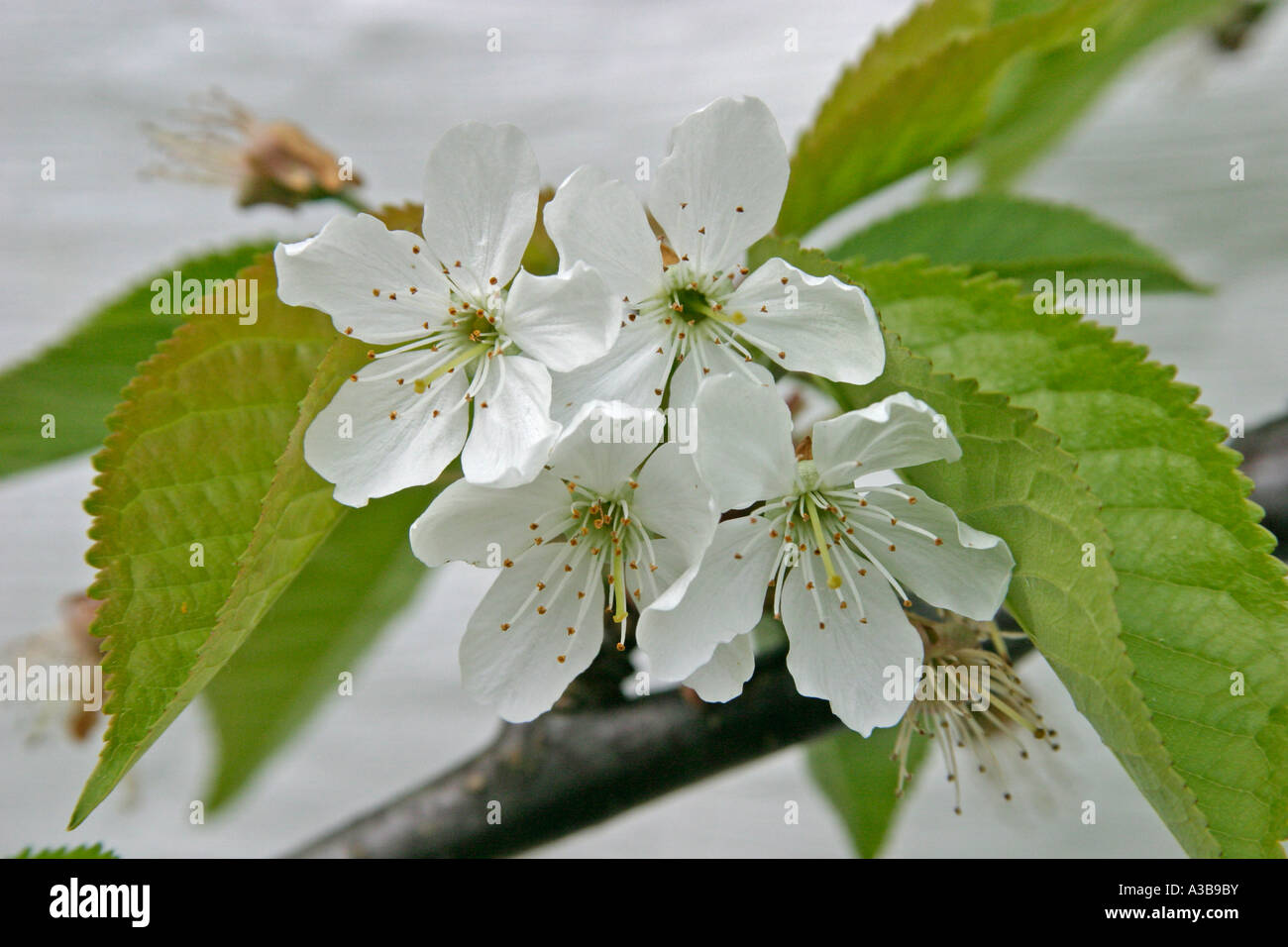 La ciliegia di close-up di fiori Foto Stock