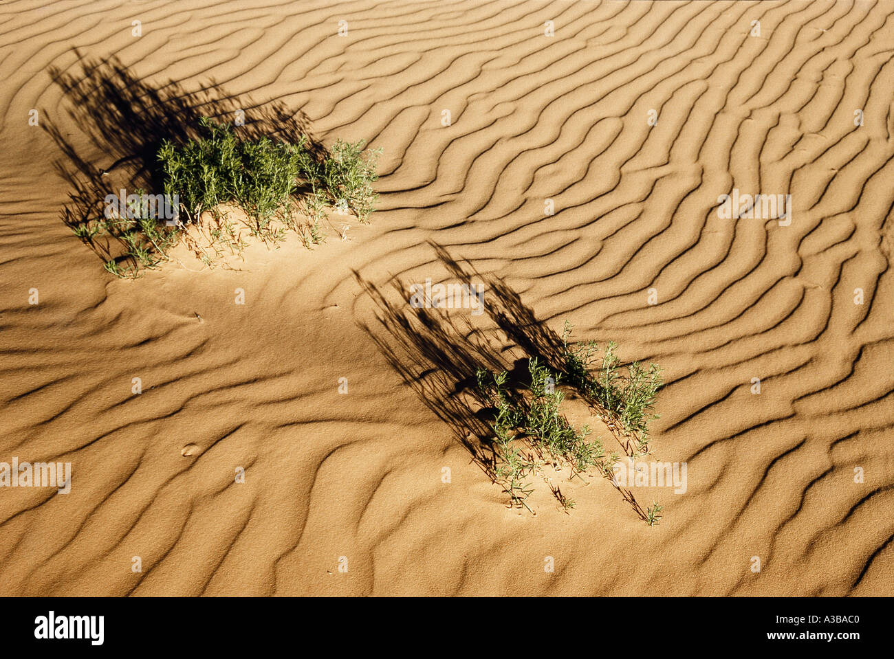 natura primo piano natura astratto concetto natura concettuale Foto Stock