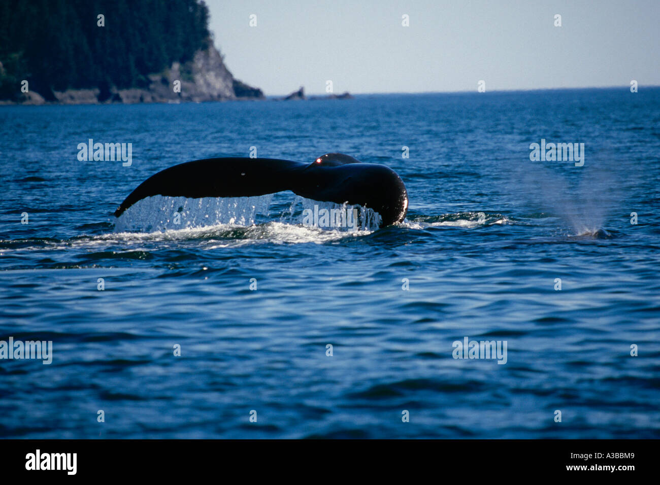 Humpback balene nuotare sulla superficie Arcipelago Kodiak AK SW Estate Afognak è Foto Stock