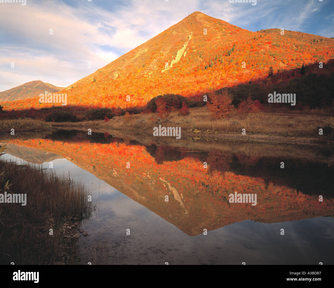 Maple Oak riflessioni Uinta National Forest Utah Foto Stock