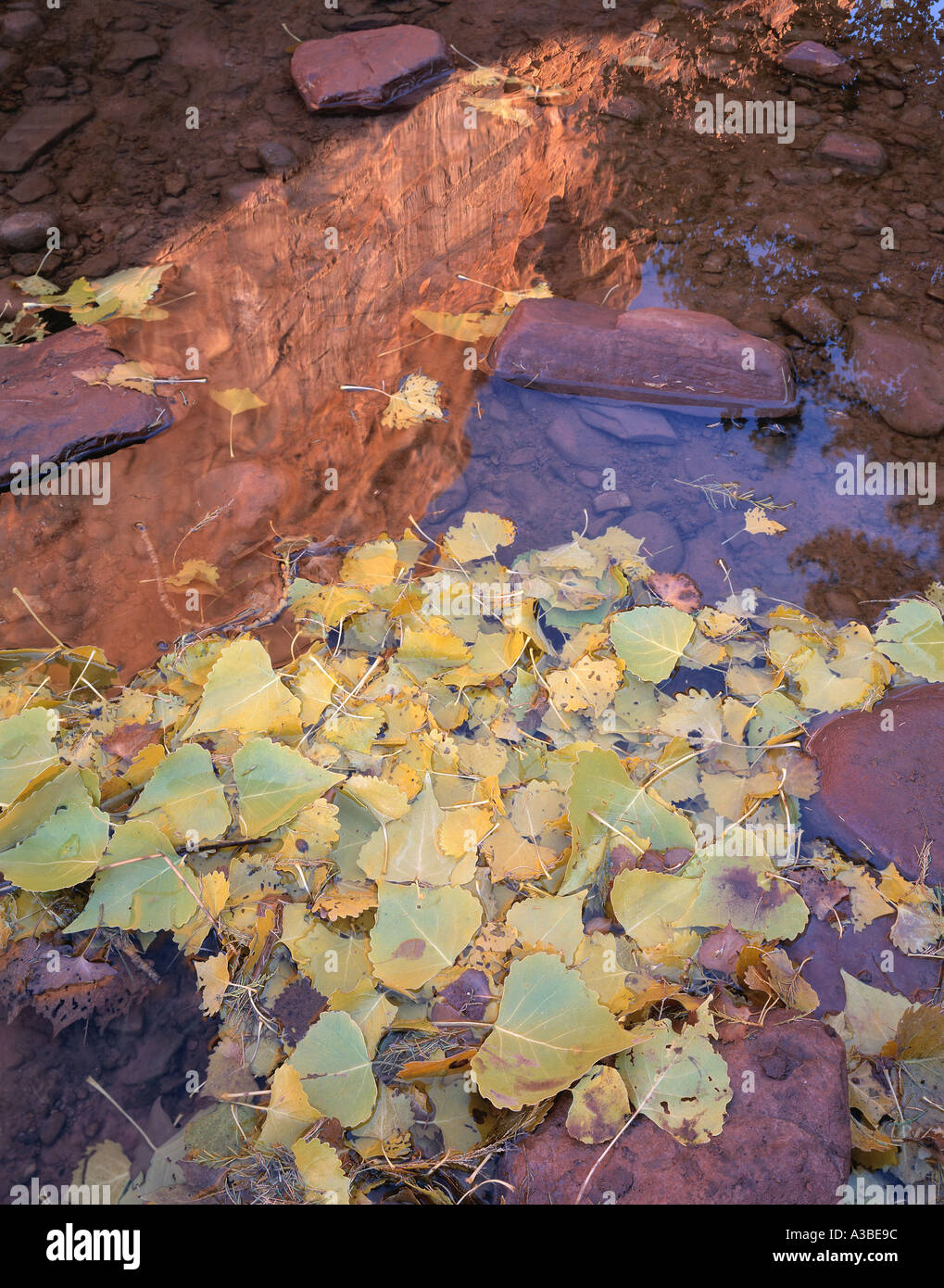 Pioppi neri americani lascia nel flusso proposto BLM deserto dello Utah Foto Stock