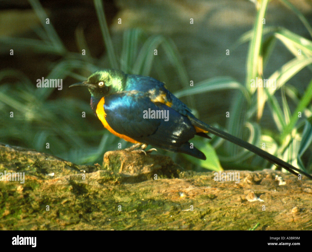 Royal Starling, Cosmopsarus regius, aka Golden petto o Regal Starling, Sturnidae Foto Stock