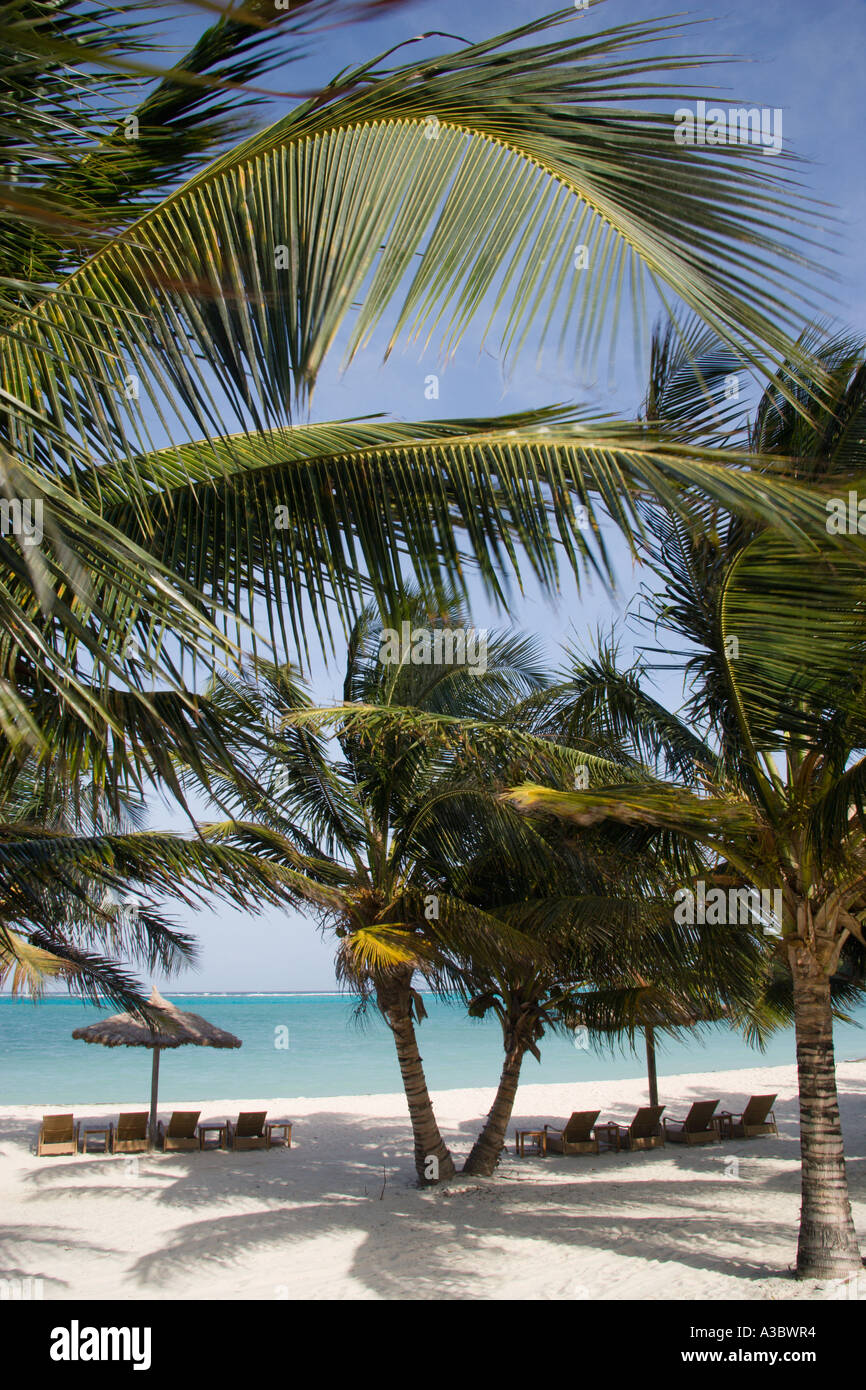 WEST INDIES Caraibi St Vincent e Grenadine Canouan Island Jambu Beach Resort Raffles Hotel vuoto sedie a sdraio sotto gli alberi Foto Stock