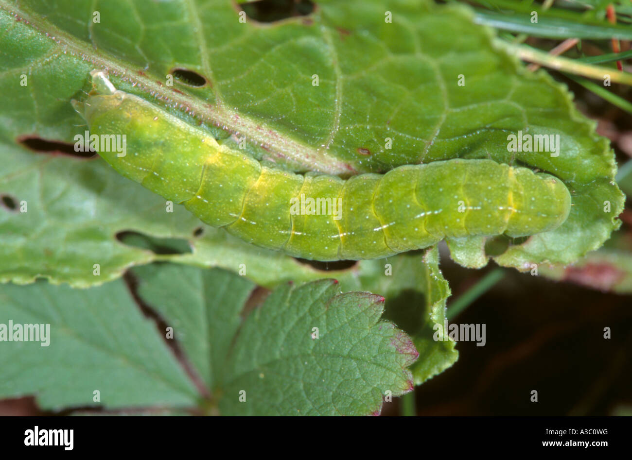 Sfumature di angolo moth caterpillar (Phlogophora meticulosa), formulario verde (c'è anche una forma di colore marrone). Foto Stock