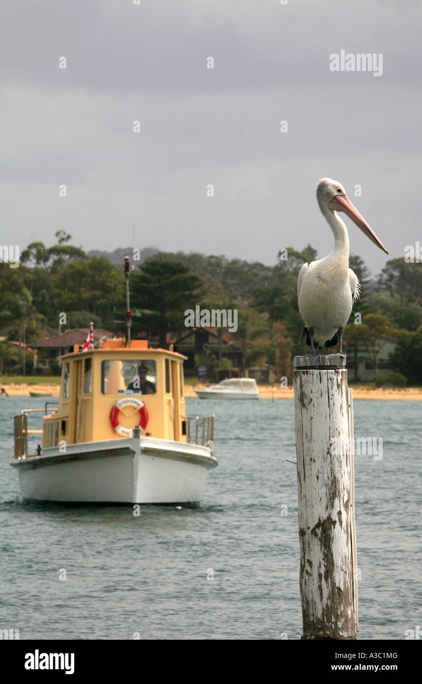 Pelican e traghetto fiume Hawkesbury Australia Foto Stock