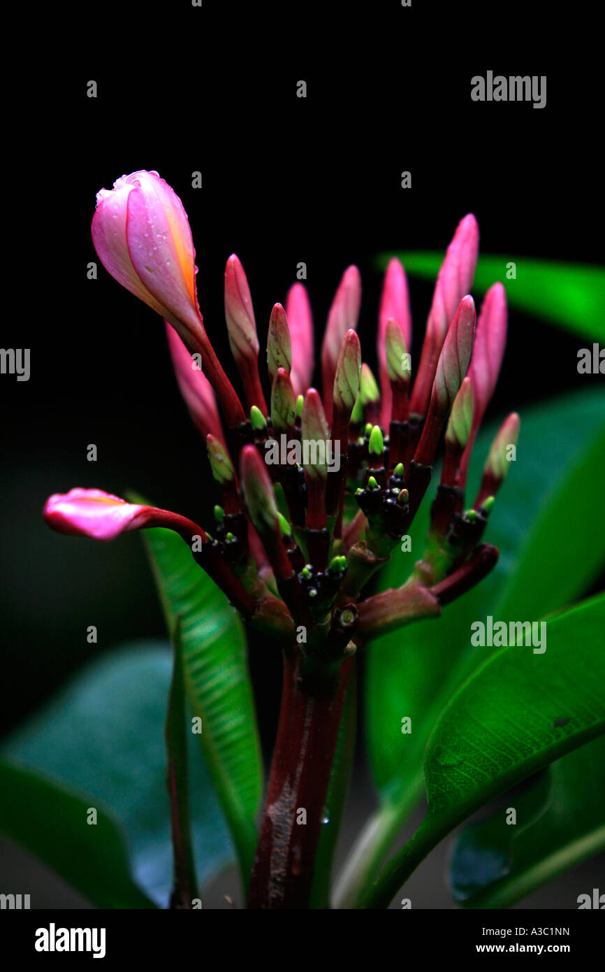 Nuovi germogli su una rosa di frangipani tree Foto Stock