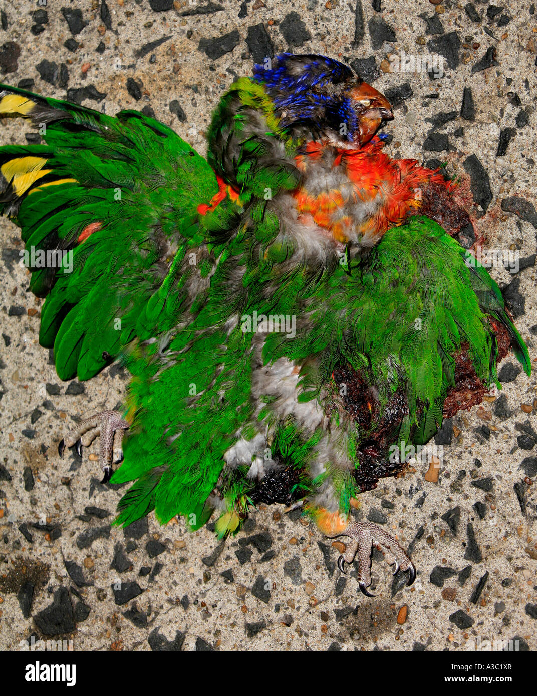 Un colorato rainbow lorikeet appiattito da traffico automobilistico su una strada concreta in Australia Foto Stock