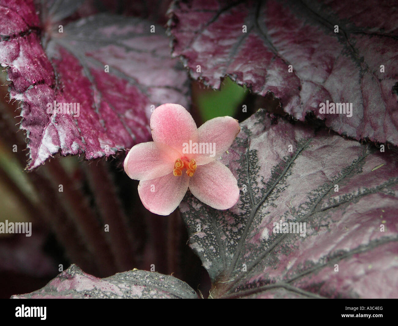 Rex Begonia fiore accidentale Foto Stock