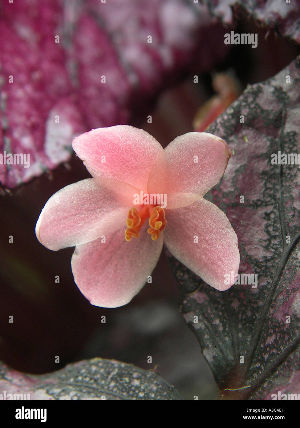 Rex Begonia fiore accidentale Foto Stock