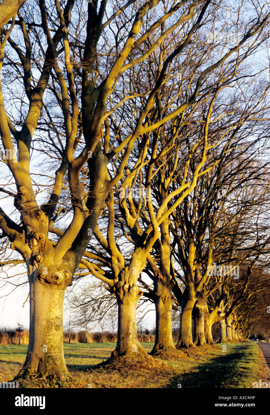 Linea di alberi nudo Foto Stock