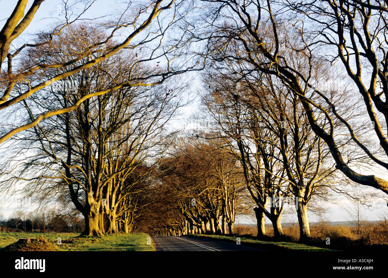 A nudo alberi lungo una strada di campagna Foto Stock