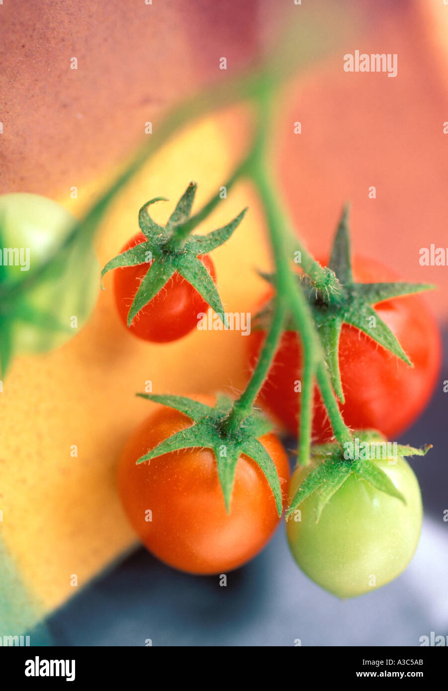 Pomodori su sfondo colorato Foto Stock