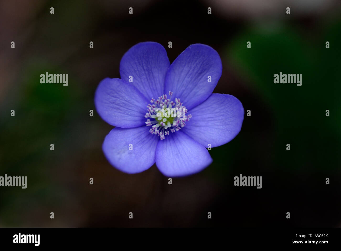 Liverwort Closeup (Hepatica nobilis) Foto Stock