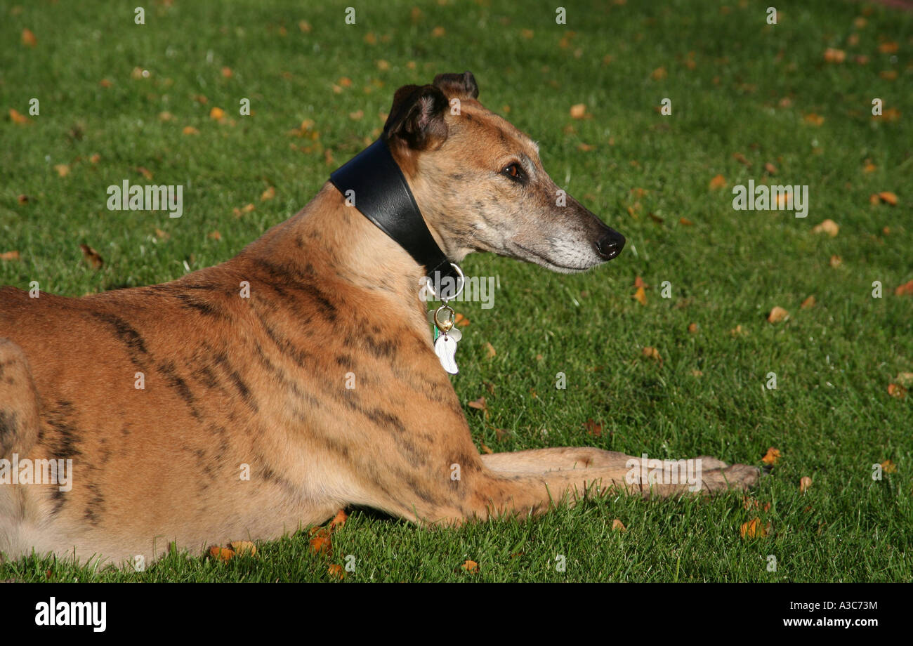 Brindle Greyhound a riposo Foto Stock