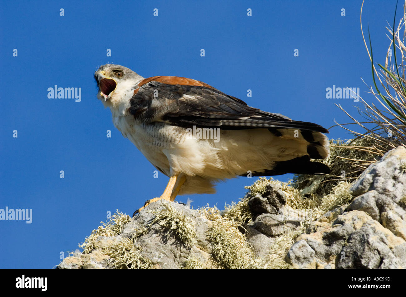 Red backed Hawk (Buteo polyosoma) femmina chiamando, Isole Falkland Foto Stock