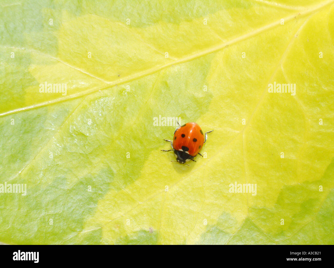 Coccinella Foto Stock