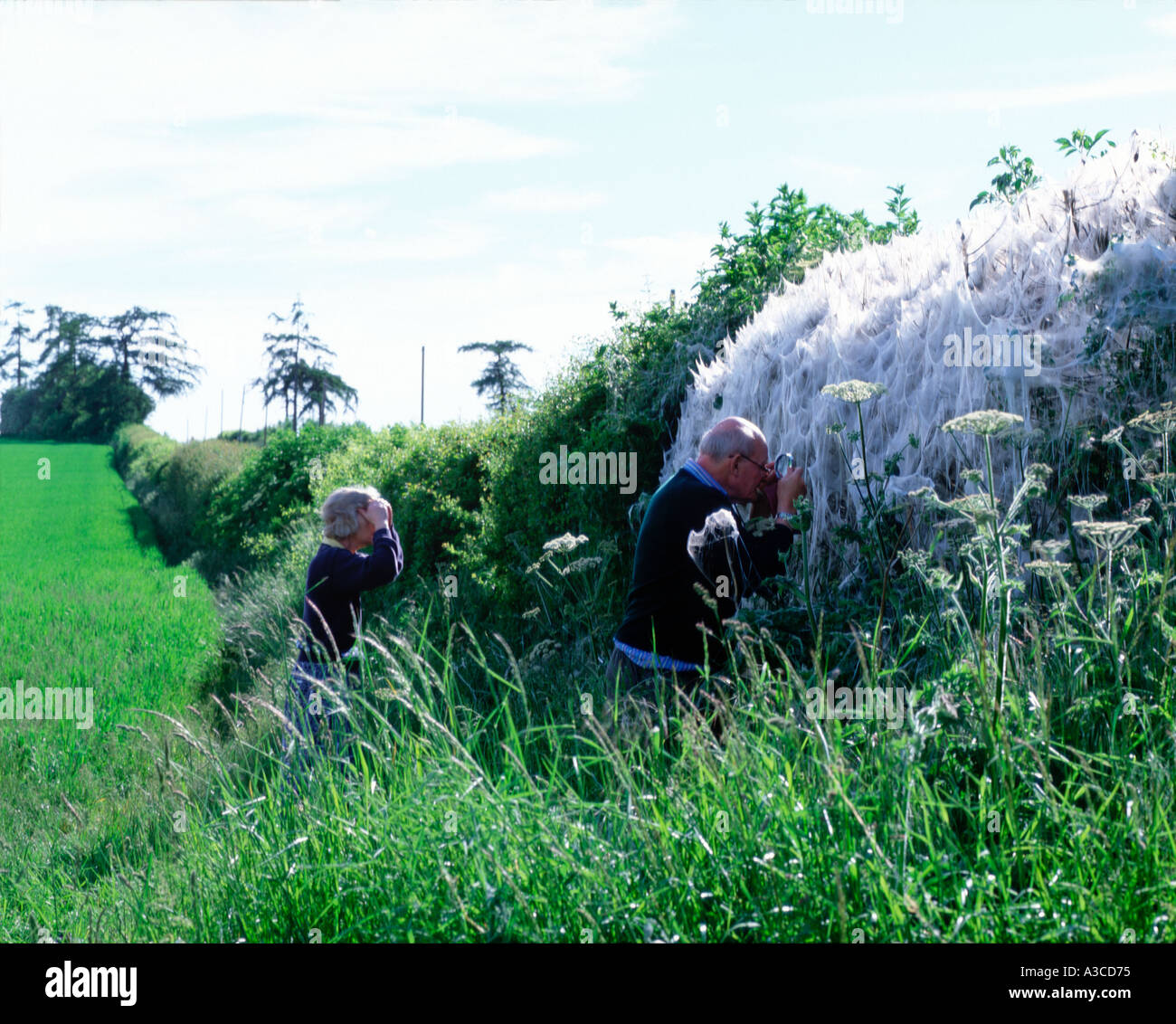 Ramblers esaminare silken web filate dal mandrino ermellino moth Yponomeuta cagnagella siepe di copertura nel WILTSHIRE REGNO UNITO Inghilterra gran bretagna Foto Stock