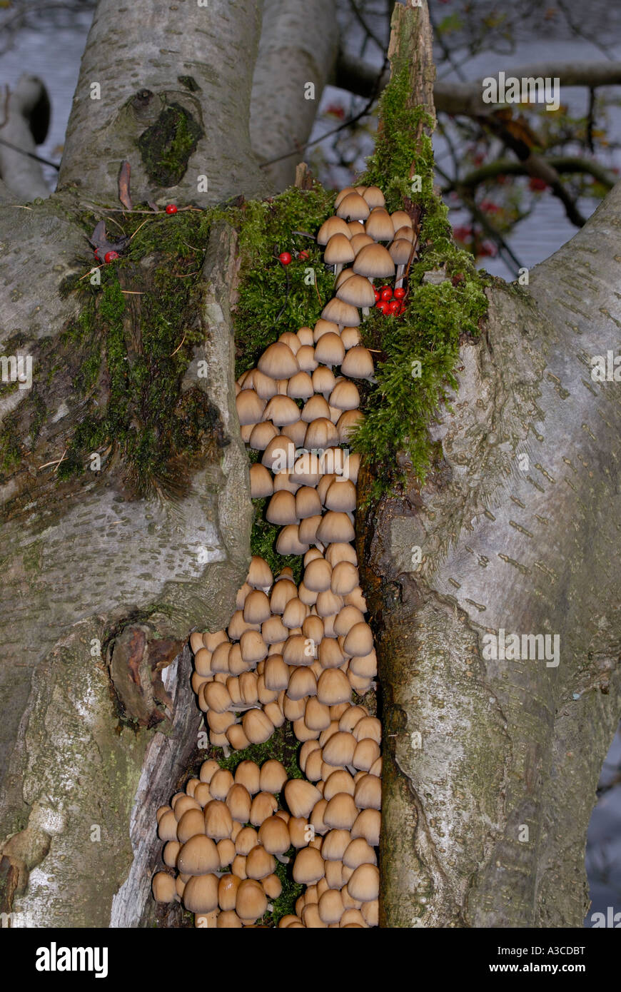 Un bel raccolto di piccolo marrone toadstools crescente in split e marciume tronco di una montagna o cenere rowan Foto Stock