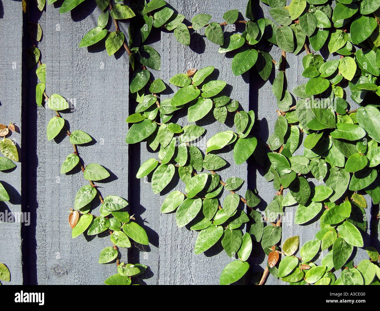 Viticoltura in una staccionata in legno Sydney Australia Foto Stock