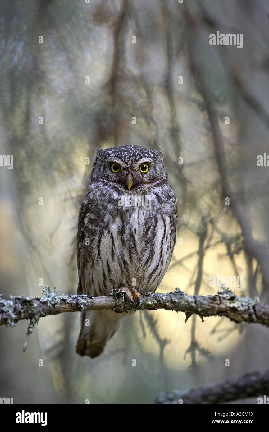 Eurasian gufo pigmeo (Glaucidium passerinum), sul ramo, Finlandia Foto Stock