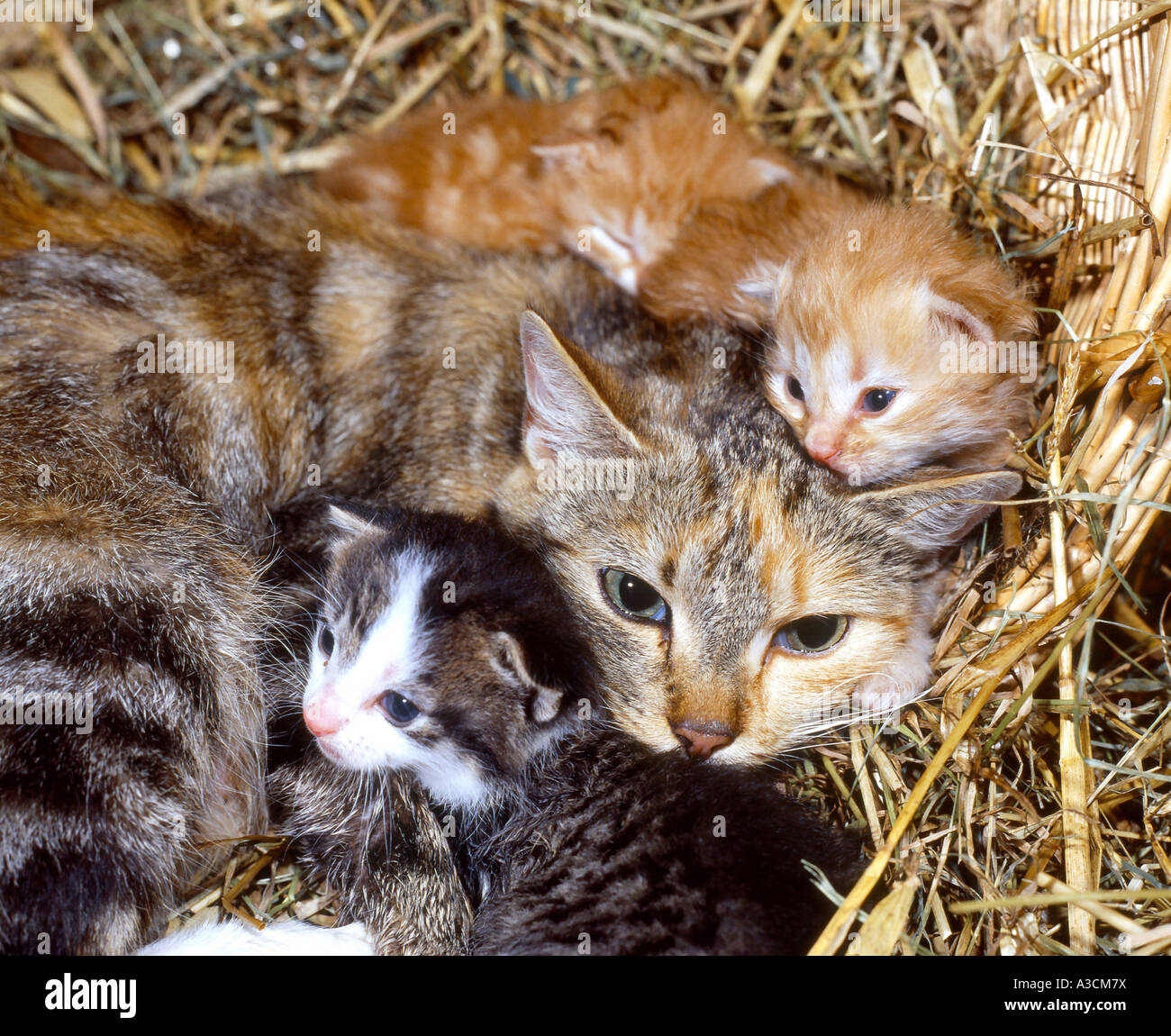 Il gatto domestico, il gatto di casa (Felis silvestris f. catus), femmina allatta la sua prole nel fieno Foto Stock