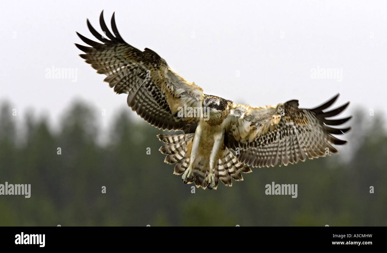 Osprey, pesce hawk (Pandion haliaetus), capretti in volo, Finlandia Foto Stock