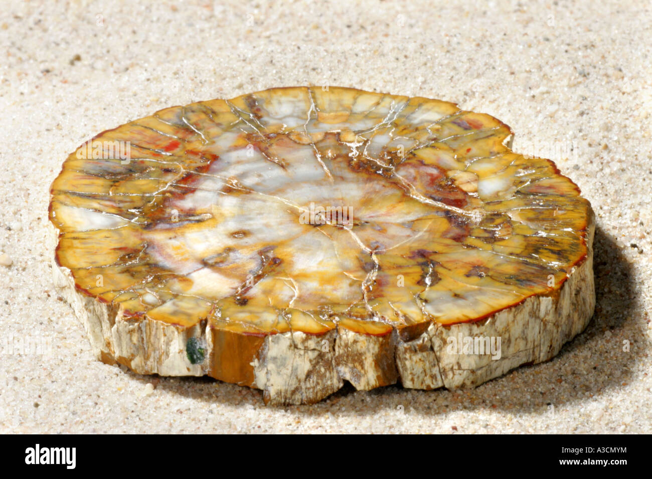 Legno pietrificato da giurassico, Madagascar Foto Stock