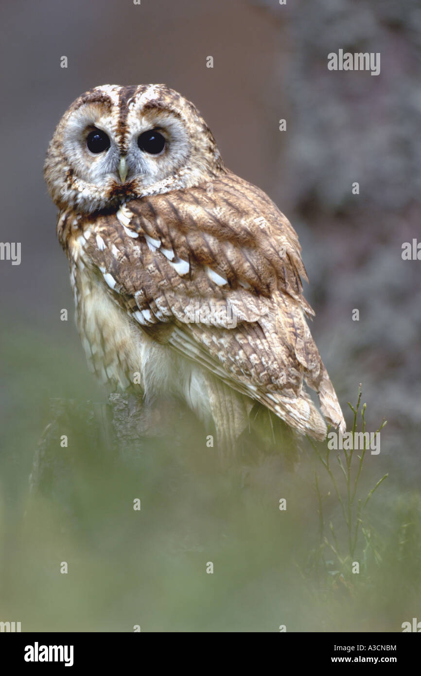 Eurasian allocco (Strix aluco), il singolo animale, Regno Unito, Scozia, Highlands Foto Stock