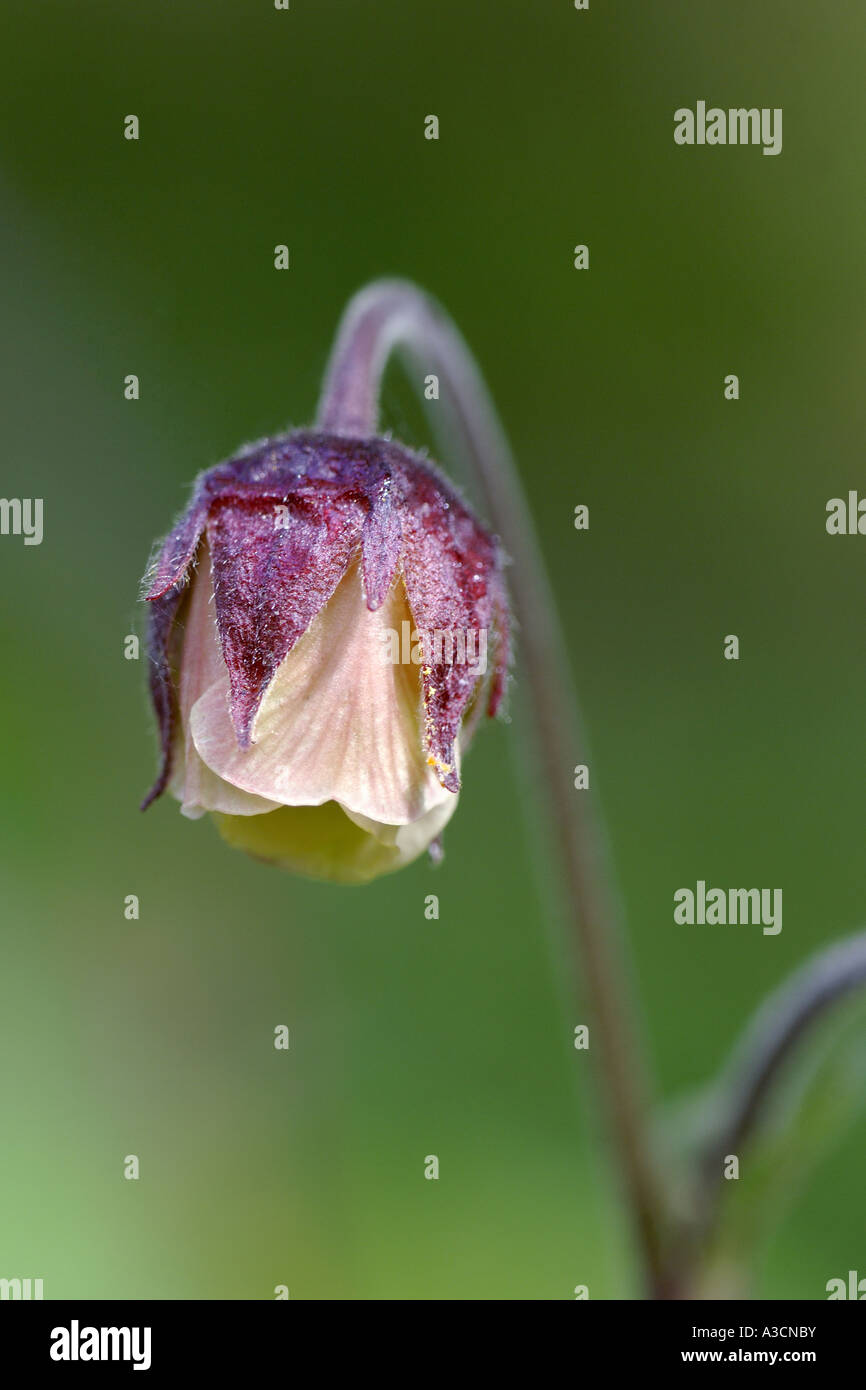 Viola avens, acqua avens (Geum rivale), fiore, Regno Unito, Scozia Foto Stock