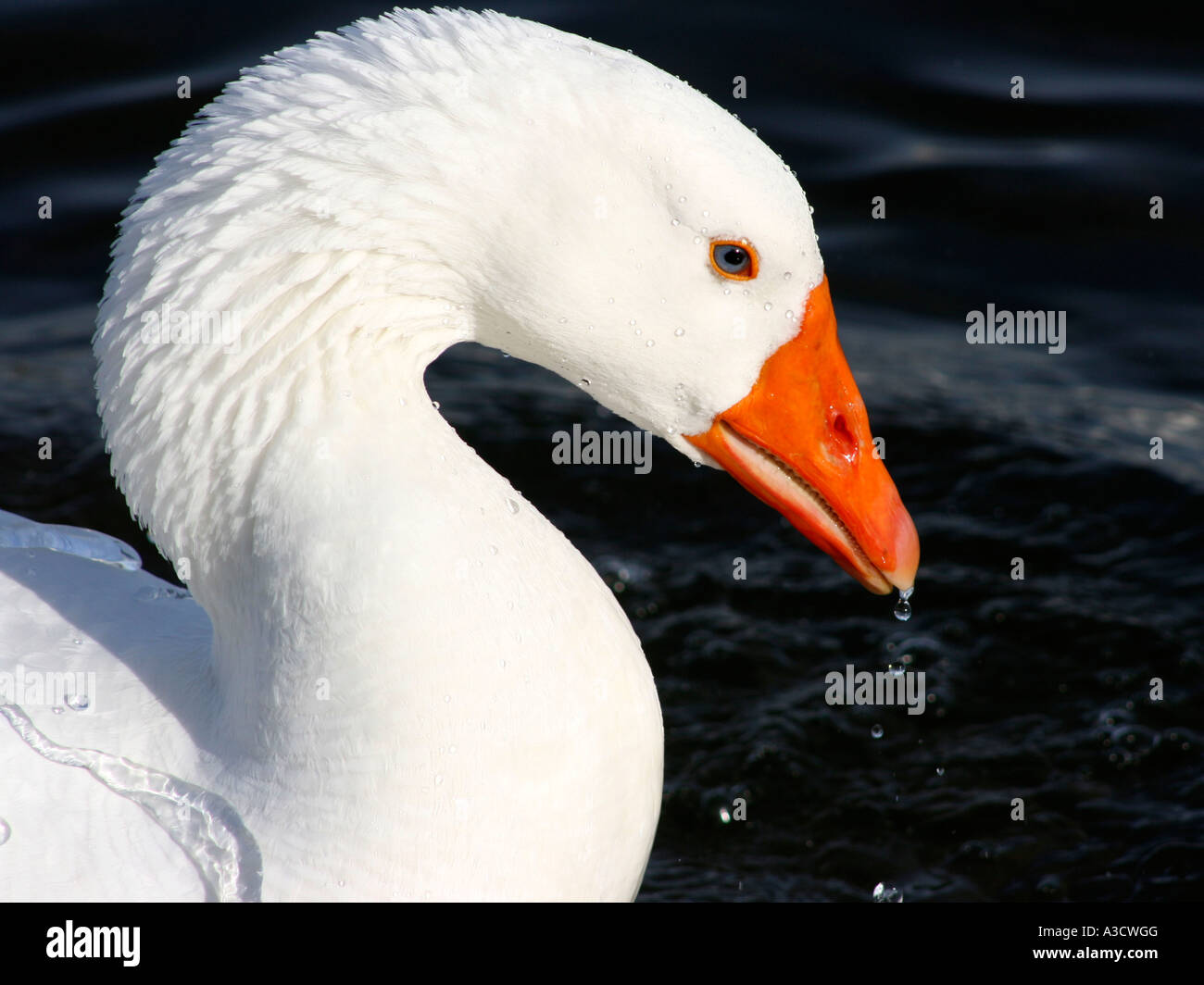 La testa di un oca bianca. Foto Stock