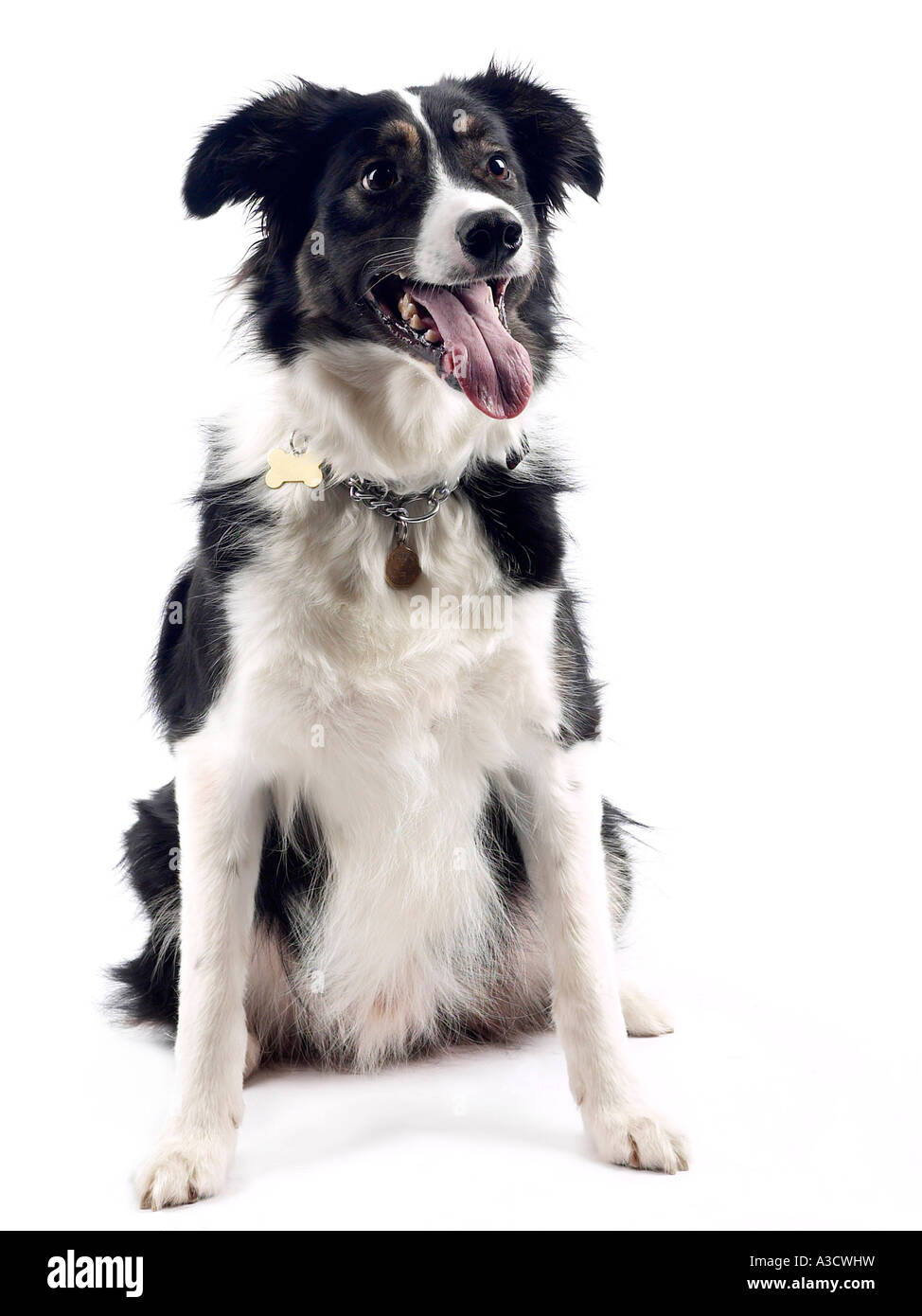 Un collie seduto pronto e in attesa. Foto Stock