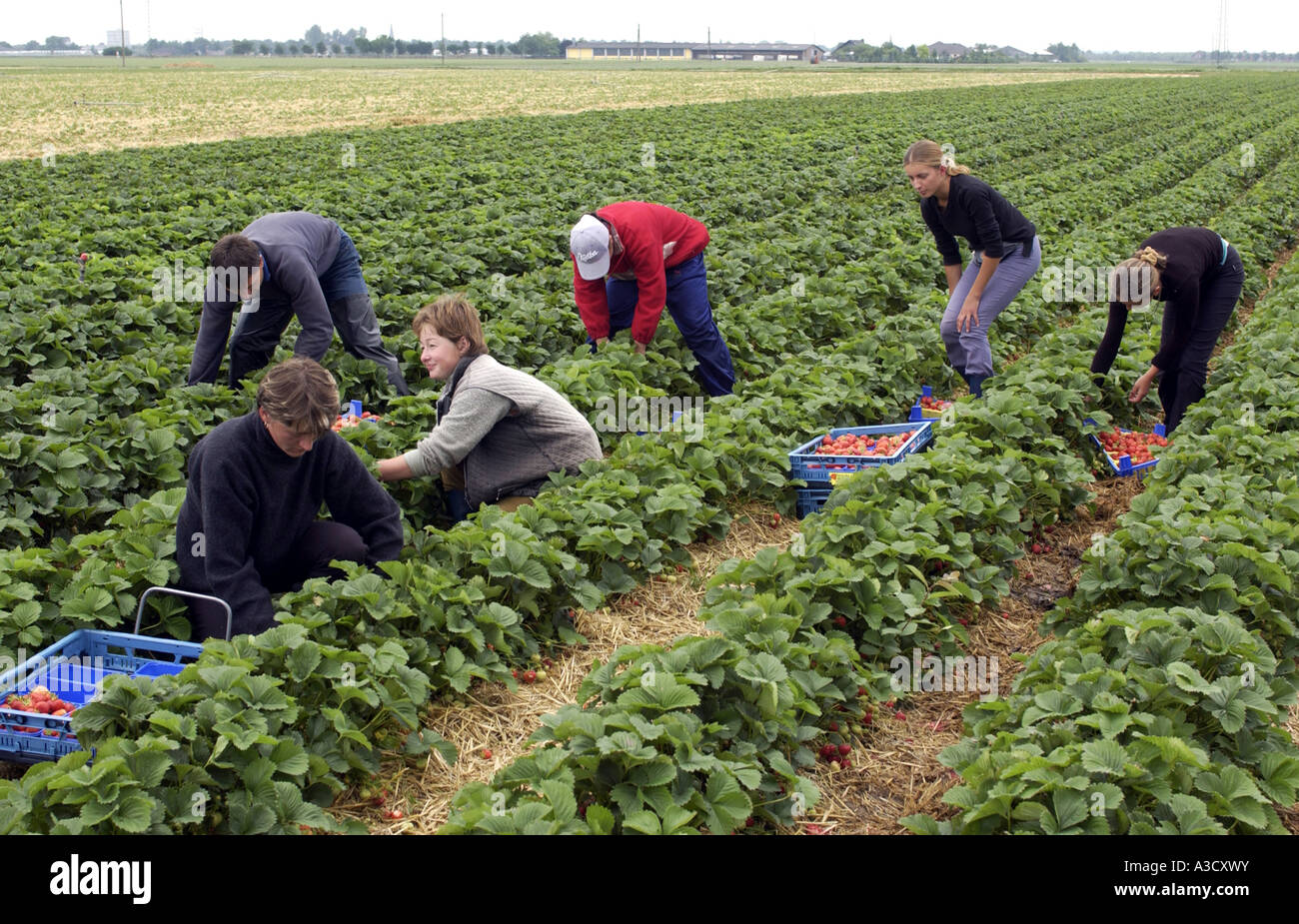 I lavoratori stagionali provenienti dalla Polonia la raccolta di fragole Foto Stock